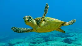 Al menos 19 personas han muerto tras comer carne de tortuga marina