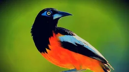 Ave Nacional de Venezuela: el turpial