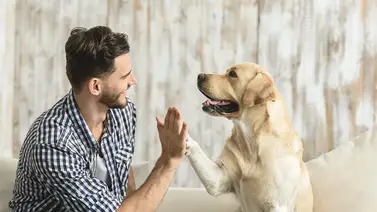Aprende a descifrar las posturas corporales de tu perro Aprende a descifrar las posturas corporales de tu perro