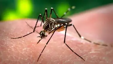 Descubren una nueva especie de mosquitos portadores de enfermedades en Florida Descubren una nueva especie de mosquitos portadores de enfermedades en Florida