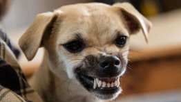 ¿Sabes cuáles son los perros más malhumorados?
