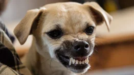 ¿Sabes cuáles son los perros más malhumorados?