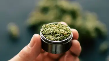 Diputados de México aprueba ley de consumo lúdico de marihuana Diputados de México aprueba ley de consumo lúdico de marihuana