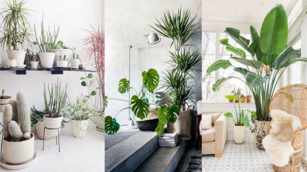 Atrae energías positivas con el toque natural de las plantas
