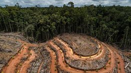 México indagará si programa oficial provocó deforestación de 73.000 hectáreas
