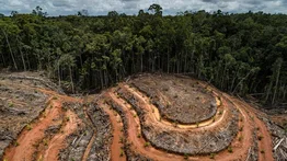 México indagará si programa oficial provocó deforestación de 73.000 hectáreas
