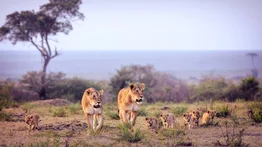 Muere guía turístico de un parque safari al ser atacado y devorado por leones