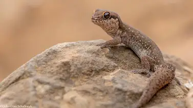 Tuqueques, mascotas no invitadas Tuqueques, mascotas no invitadas