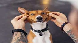 ¿Cómo evitar envenenamiento en las mascotas?