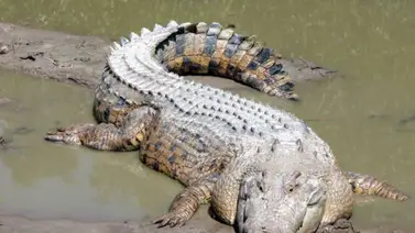 Residentes extraen el cuerpo de un niño del estómago de un cocodrilo Residentes extraen el cuerpo de un niño del estómago de un cocodrilo