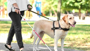 ¿Qué es un perro guía?