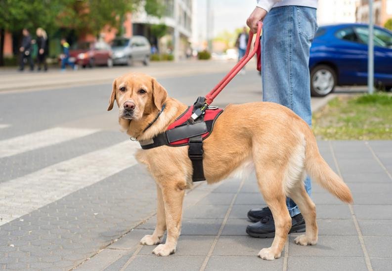 ¿Qué es un perro guía? ¿Qué es un perro guía?