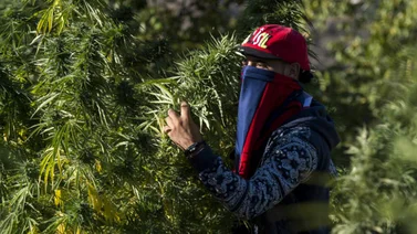 Marruecos pospone sin fecha el proyecto de legalizar el cannabis