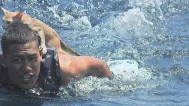 En FOTOS: Marineros tailandeses rescatan a cuatro gatos de un barco en llamas que se hundía En FOTOS: Marineros tailandeses rescatan a cuatro gatos de un barco en llamas que se hundía