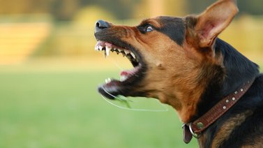 Acaba con la agresividad de tu perro