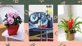 Plantas para tener en casa según tu signo zodiacal