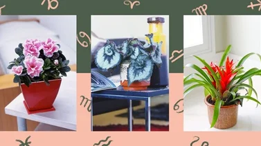 Plantas para tener en casa según tu signo zodiacal
