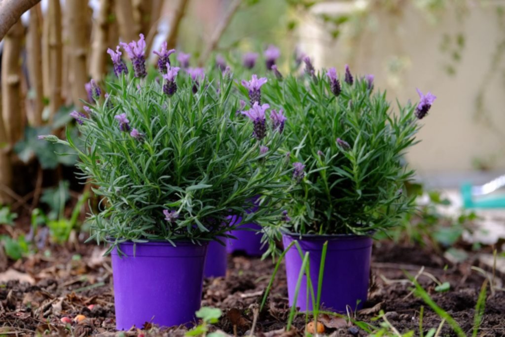 Plantas para tener en casa según tu signo zodiacal Plantas para tener en casa según tu signo zodiacal