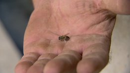 30 personas son atacadas por abejas en cementerio de San Cristóbal