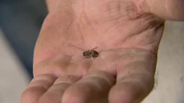 30 personas son atacadas por abejas en cementerio de San Cristóbal