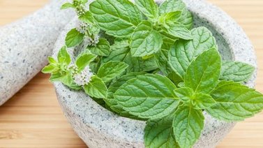 La menta: conoce su leyenda mitológica (+ receta)