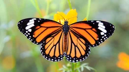 Metamorfosis natural: de oruga a mariposa