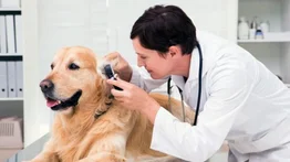 ¿Cuándo llevar a mi perro al veterinario?