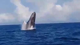 Pescadores en La Guaira captaron en video a una ballena cuando "saludó" (VIDEO)