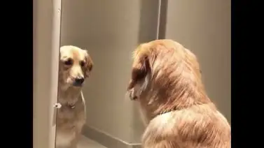 Curiosa prueba descubrió una habilidad desconocida en los perros Curiosa prueba descubrió una habilidad desconocida en los perros