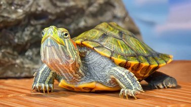 Qué cuidados debe tener una tortuga de agua en casa