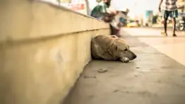 Sujeto mata de ocho puñaladas a un perro en Caricuao