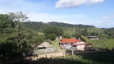 Denuncian presencia de un león en zona rural del estado Táchira Denuncian presencia de un león en zona rural del estado Táchira