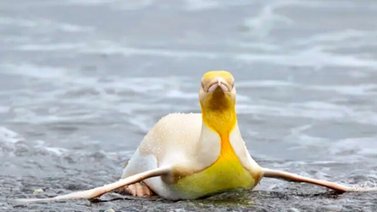 Pingüinos amarillos: Mira las fotos de esta especie nunca antes vista