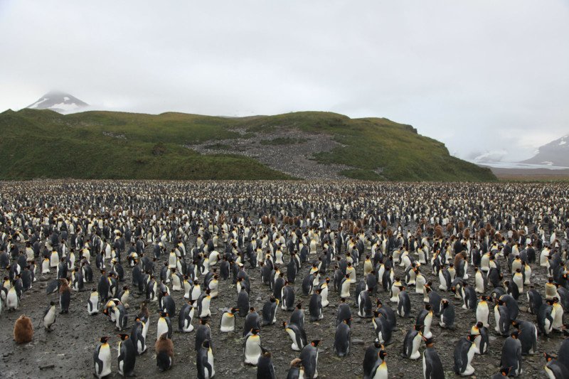 Pingüinos amarillos: Mira las fotos de esta especie nunca antes vista Pingüinos amarillos: Mira las fotos de esta especie nunca antes vista