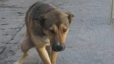 Cinco personas detenidas por haber envenenado a 12 perros Cinco personas detenidas por haber envenenado a 12 perros