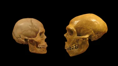 Crean mini cerebros de Neandertal con la técnica Crispr