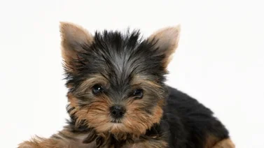 Qué hacer los primeros días con el cachorro en casa