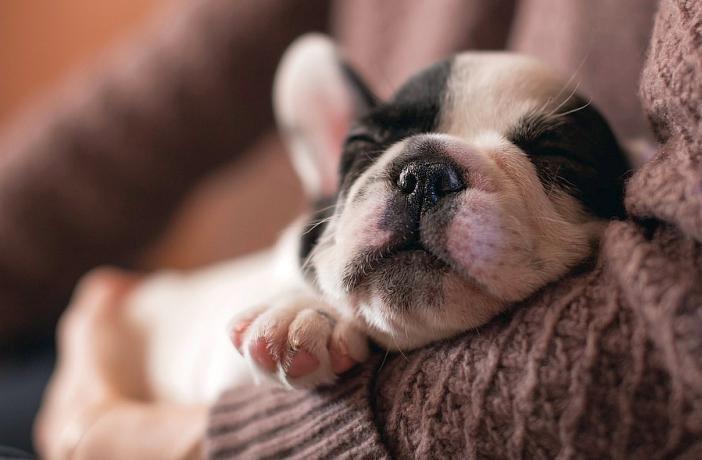Qué hacer los primeros días con el cachorro en casa