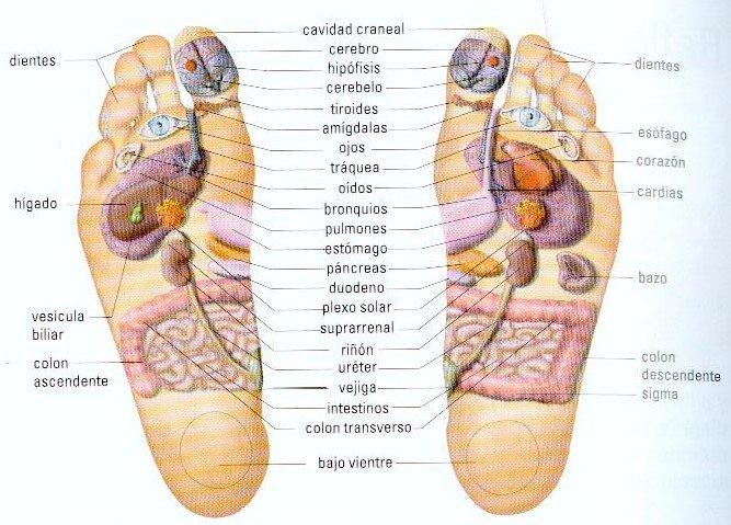 Reflexología: disciplina ancestral con grandes beneficios Reflexología: disciplina ancestral con grandes beneficios