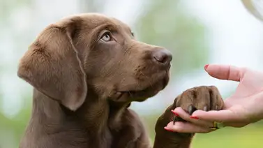 Realizan II edición del Festival de Huellas en Anzoátegui Realizan II edición del Festival de Huellas en Anzoátegui