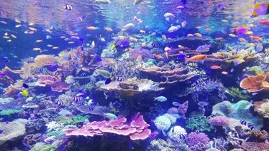 Un animal marino de Ibiza, potencial arma contra el coronavirus