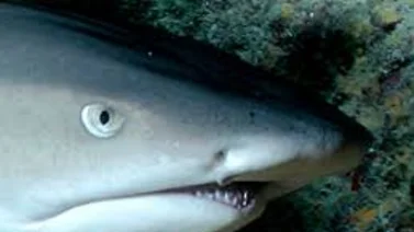 Fotógrafo submarino capta a 2 tiburones apareándose