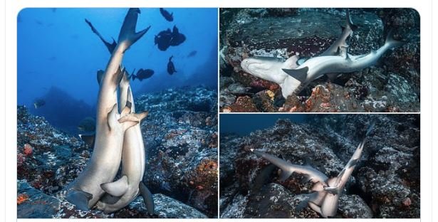 Fotógrafo submarino capta a 2 tiburones apareándose Fotógrafo submarino capta a 2 tiburones apareándose