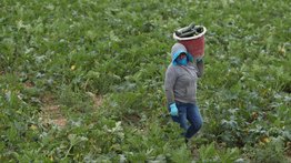 Campesinos de Florida urgen al gobernador incluirlos en la vacunación