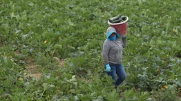 Campesinos de Florida urgen al gobernador incluirlos en la vacunación