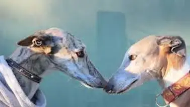 ¿Por qué se celebra el 1 de febrero el Día Mundial del Galgo? ¿Por qué se celebra el 1 de febrero el Día Mundial del Galgo?