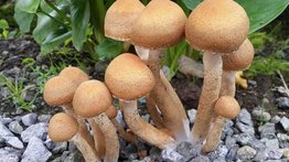 Un hongo que podría causar próxima pandemia