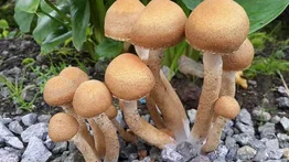 Un hongo que podría causar próxima pandemia