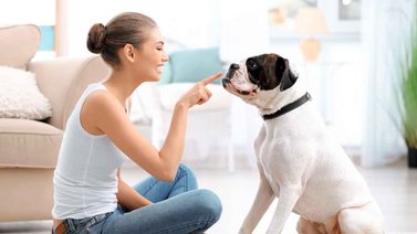 Lo que debes saber antes de adoptar un perro