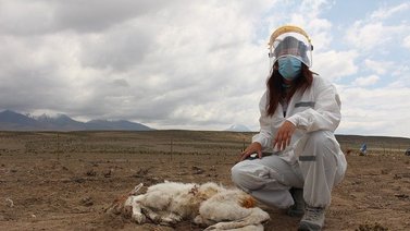 Alerta en Chile por criatura que succiona sangre de crías de animales